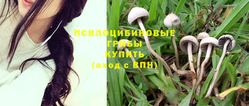 Галлюциногенные грибы Cubensis  гидра онион  Ялуторовск 